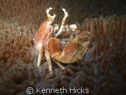 Porcelin Crab, Taken On The Weekend Of The 25 April 2009 ... by Kenneth Hicks 